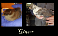 GingerBA.png GingerBA.png