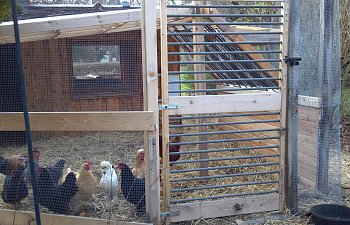 Wabi Sabi Coop and Shed