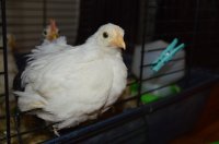 Peep 6 weeks.jpg