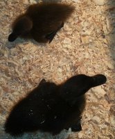20170615_100434.jpg 20170615_100434.jpg