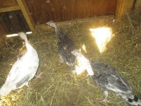 IMG_1727.JPG