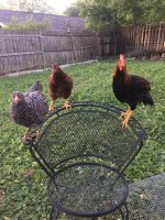 chickens1.jpg