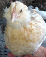 wheaten pullet comb 1.jpg