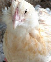 wheaten pullet comb 2.jpg