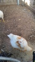 20170617_183958.jpg