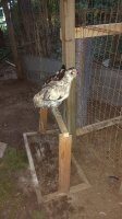 IMG_20170618_203644079.jpg