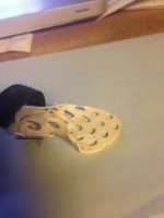 Splint2.JPG