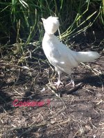 IMG_2742.JPG