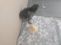 IMG_20170620_081817.jpg