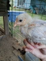 20170616_203755.jpg