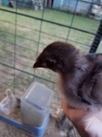 20170616_203837.jpg