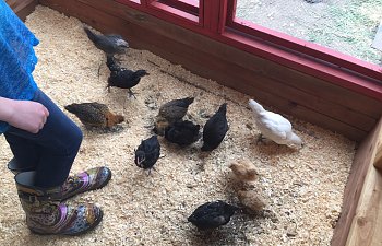 chicks in whole coop.JPG