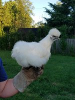 Resized_20170620_195657.jpeg