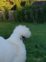 Resized_20170620_195727.jpeg
