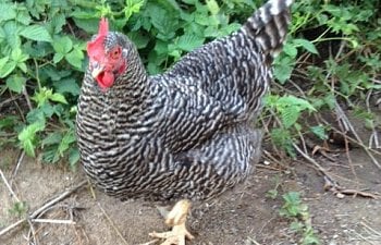 Integrating Chickens, Step By Step
