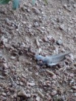 20170622_190327.jpg 20170622_190327.jpg