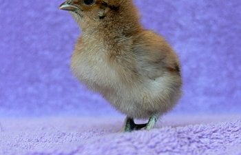 Improving Your Chicken Photography