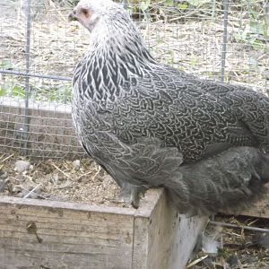 DSCF1636.JPG