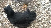 Crow011.jpg