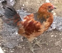 Rusty021.jpg