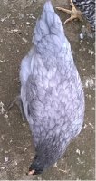 Gray pullet.jpg