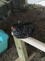Chick 1.jpeg