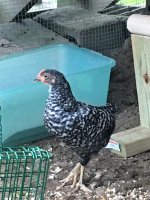 Chick 1 pic 2.jpeg