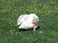 DSCN2376 (Large).JPG