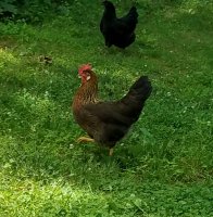 20170626_115355.jpg