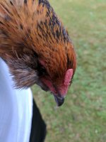 IMG_20170626_192649.jpg