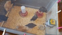 Chicks, five weeks old.jpg