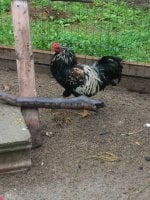 rooster.JPG