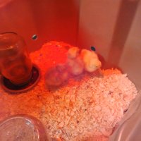 IMG_20170627_192617.jpg