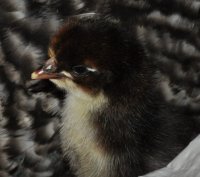 penguin.jpg