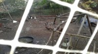 Ducks 1.jpeg