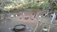 ducks 2.jpeg