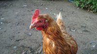 DSC03743.jpg