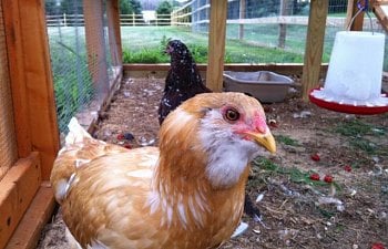 Coreybees Chicken Coop