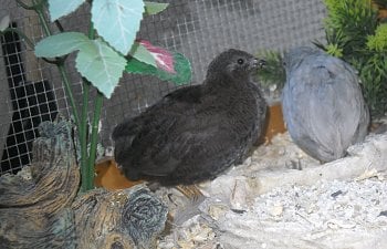 Rechenas Chicken Coop