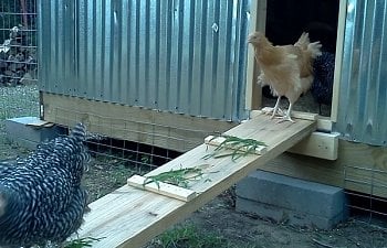 Solar Chicken Coop - Billy Joe's Food Farm