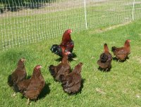PC Hens and Rooster May 2015.jpg