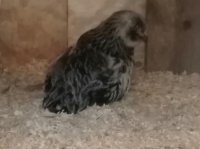 bird5.jpg