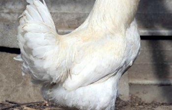 rhode-island-white-chicken.jpg