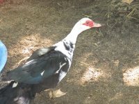 IMG_1602.JPG