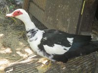 IMG_1606.JPG