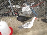 IMG_1678.JPG