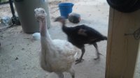 20170703_195149.jpg