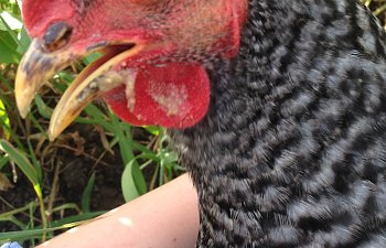 IMG_2015.JPG