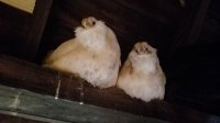 Resized_20170123_165253.jpeg