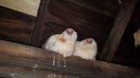 Resized_20170625_203154.jpeg